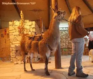 חוות האלפקות - למה בעת מפגש עם מבקרים