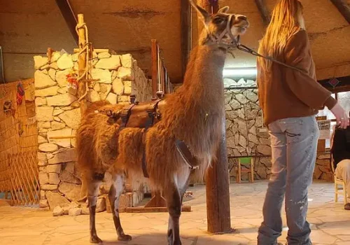 חוות האלפקות - למה בעת מפגש עם מבקרים