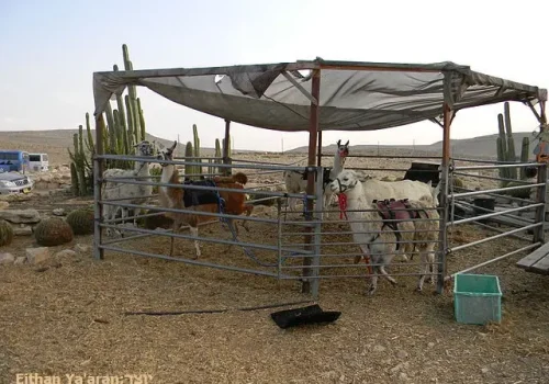 חוות האלפקות - למות בחווהחוות האלפקות - למות בחווה